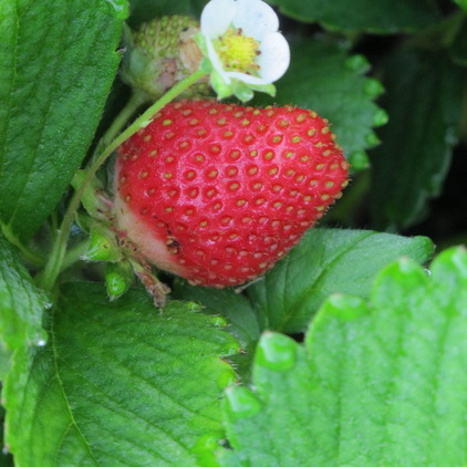 户外花园定植盆栽 充满草莓倾向性