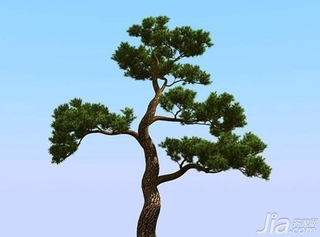松树的类别 松树的种类有哪些