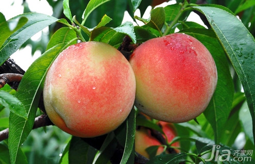 水蜜桃的营养价值 水蜜桃的药理作用_家居知识