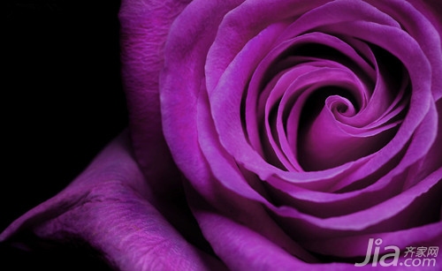 紫色玫瑰花语 紫色玫瑰养殖方法