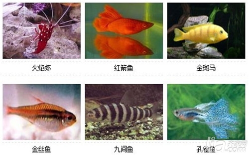 小型观赏鱼种类介绍 小型观赏鱼种类图片