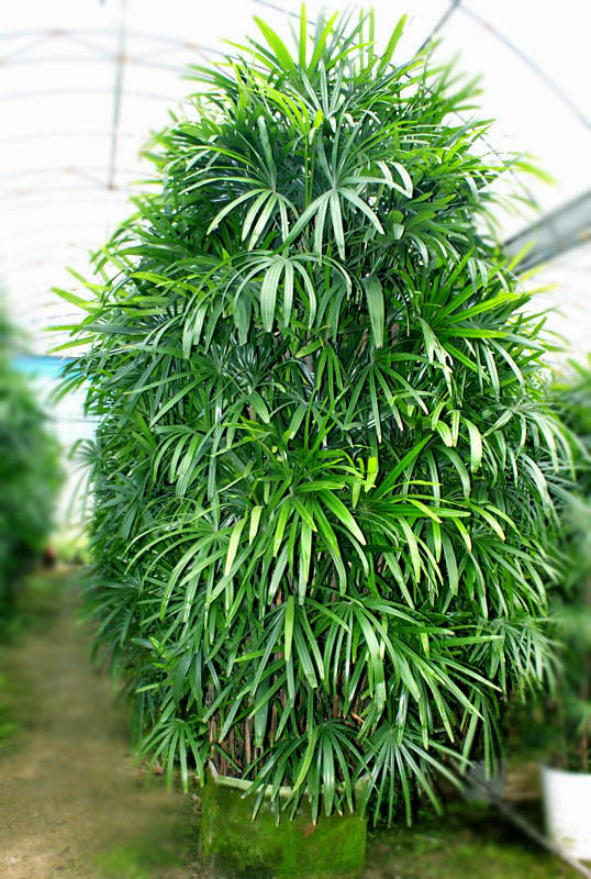棕竹的养殖方法,棕竹注意事项,棕竹的作用与功效,棕竹的风水应用_齐家网