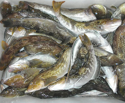 海鲶鱼的营养价值
