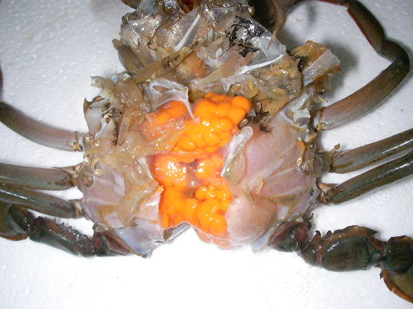 锯缘青蟹的营养价值