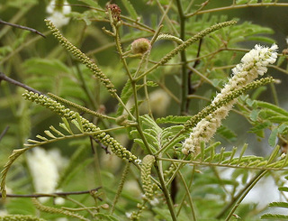 儿茶种植技术