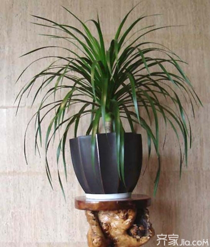 【室内植物】常见室内植物的养护方法