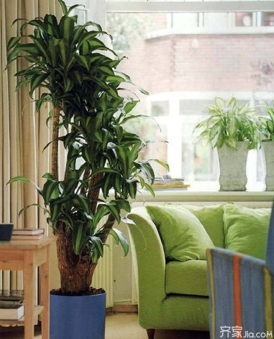 常春藤是最理想的室内外垂直绿化品种,常春藤是典型的阴性植物,能生长
