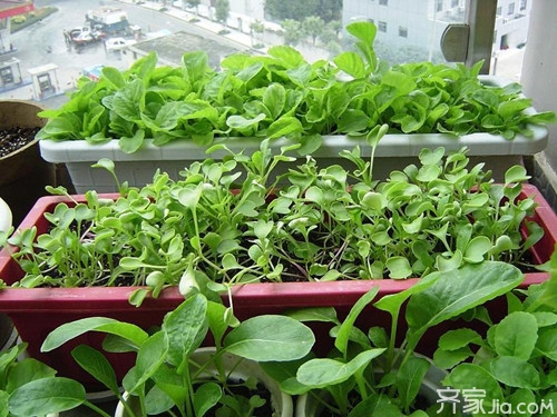 冬季阳台菜园种什么菜好 您家阳台种菜了吗