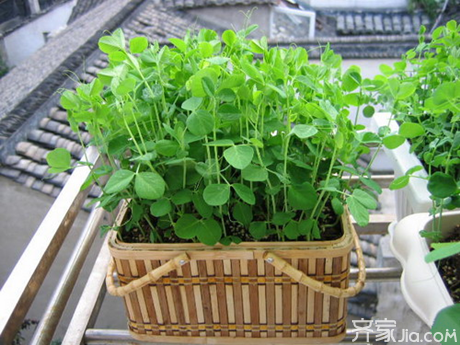 盆栽蔬菜怎么种 盆栽蔬菜种植注意事项