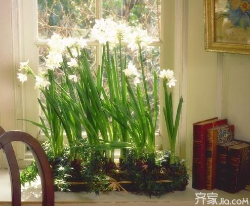 喜欢阳光的室内植物 哪些植物在室内易养活