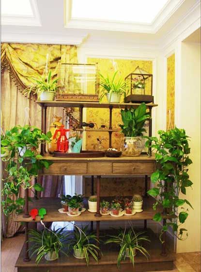 ,室内植物,家居布置,花园