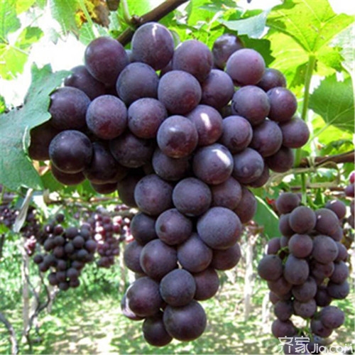 葡萄苗品种 葡萄种植的基本流程