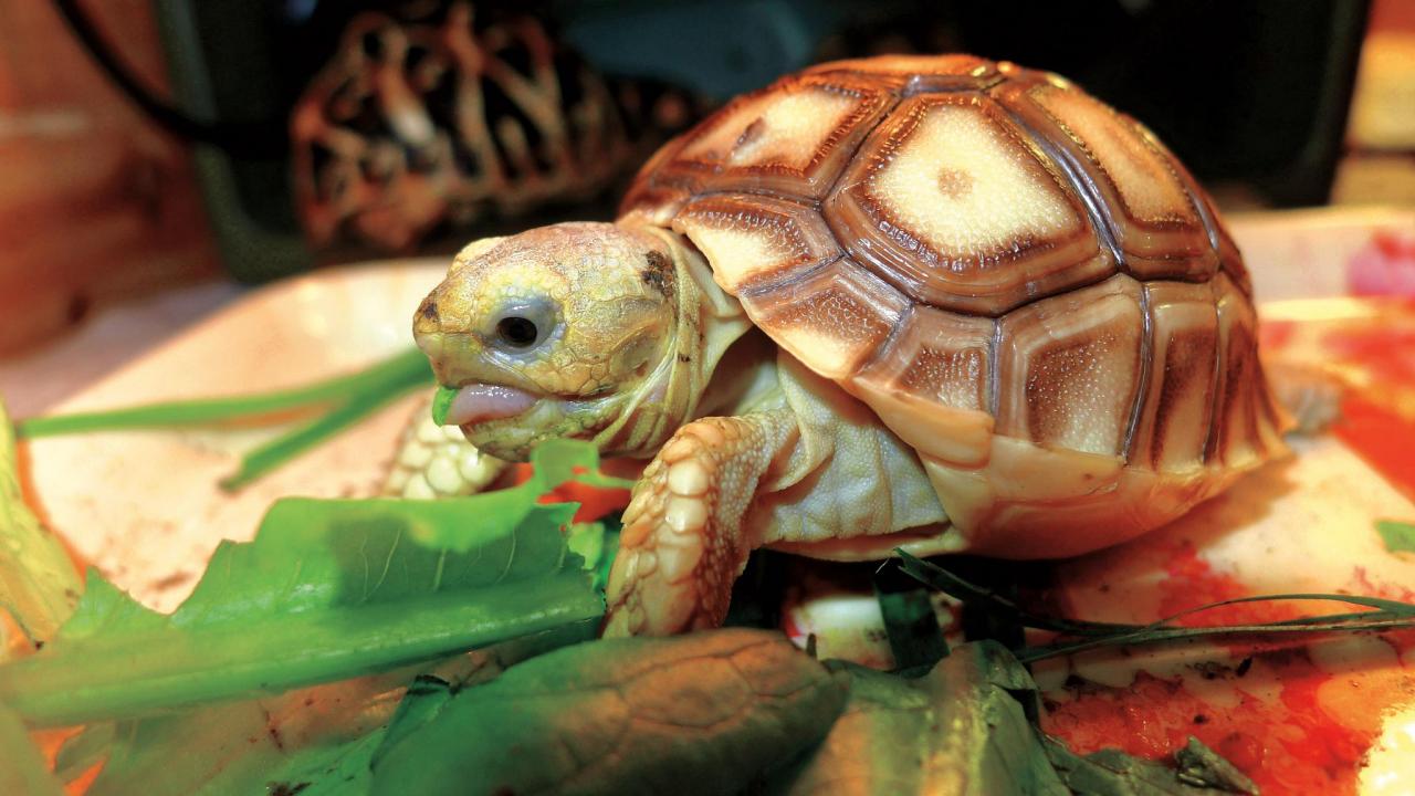 苏卡达龟繁殖方式