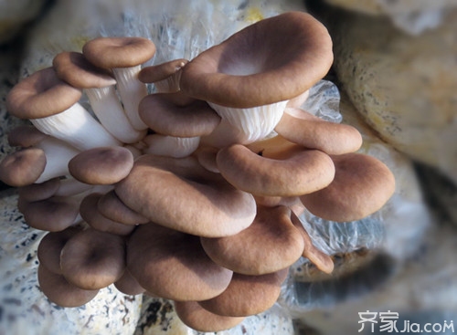 味美价廉的食用菌 大棚种植姬菇技术