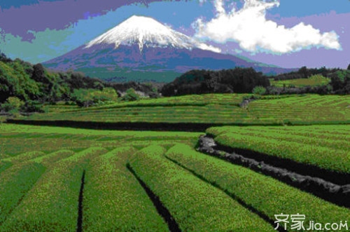 日本茶叶的分类 抹茶的生产工艺_百科知识_学