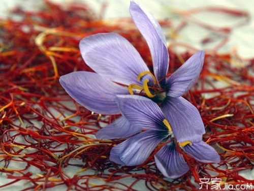 神奇的藏红花祛斑 黄褐斑的克星_百科知识_学
