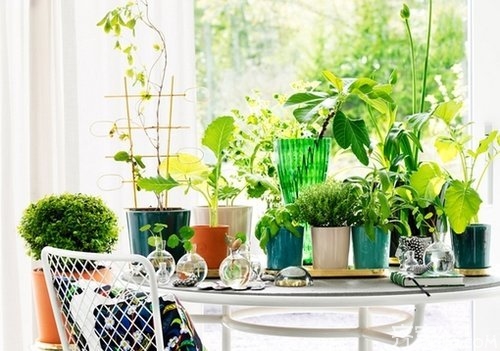 夏天来了，让绿植为你家增添一丝凉意