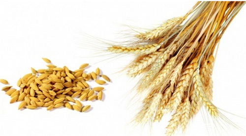 小麦品种介绍 小麦哪个品种比较好_百科知识_
