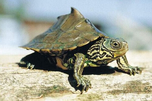 怎样辨别乌龟的种类 乌龟的种类及图片欣赏