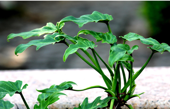 有关室内观叶植物 该如何养护与管理