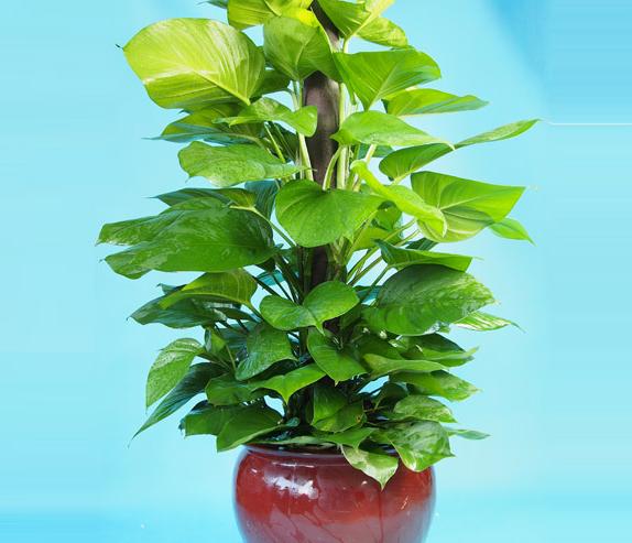 七种耐阴花卉植物 美化室内环境保护健康_行业新闻