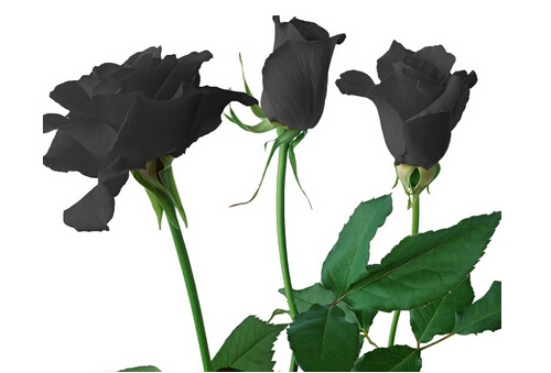 黑玫瑰图片欣赏 黑玫瑰花语大全