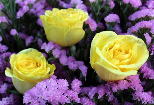黄玫瑰的花语是什么黄玫瑰代表什么意思