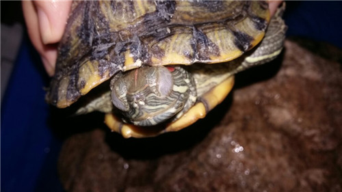 乌龟白眼病怎么治 饲养乌龟要注意什么