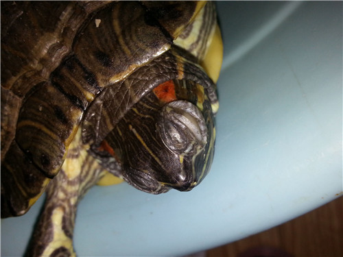 乌龟白眼病怎么治 饲养乌龟要注意什么