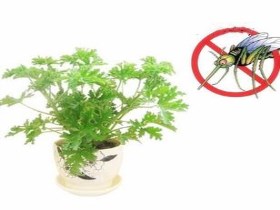 驱蚊植物有哪些 植物中超有用的七大驱蚊植物