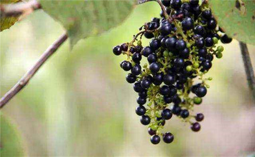 野葡萄可以吃吗 野葡萄的功效和作用