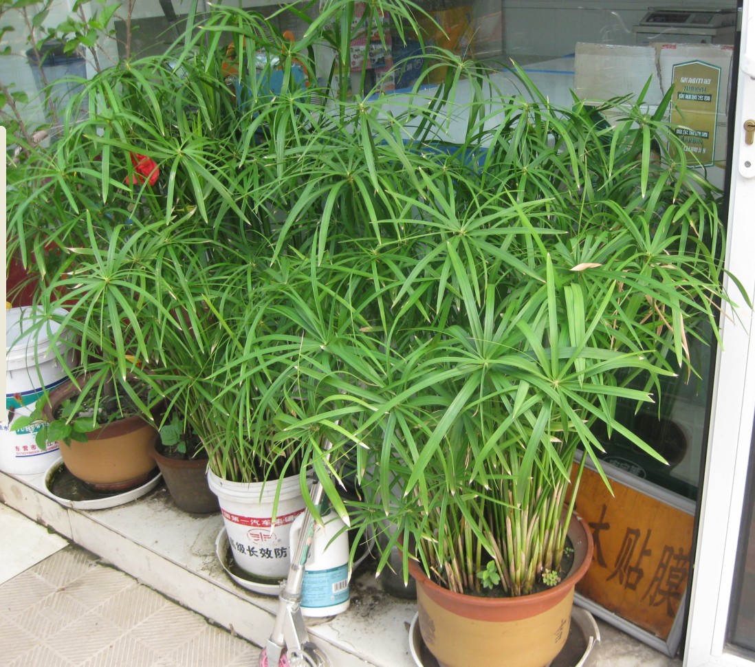 水竹长什么样养殖水竹的方法及注意事项有哪些