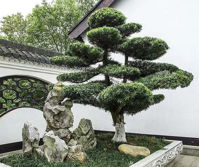 中国古代官员也喜欢在庭院种植罗汉松,视它为自己官位的守护神.
