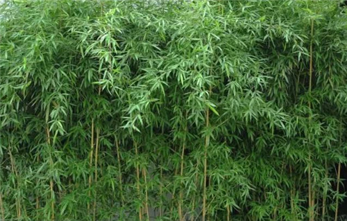 竹子的种类常见的几款观赏竹子介绍