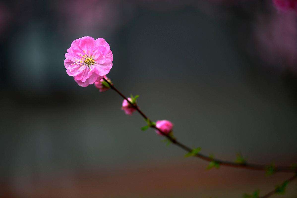 二月开什么花春季花卉的种类有哪些