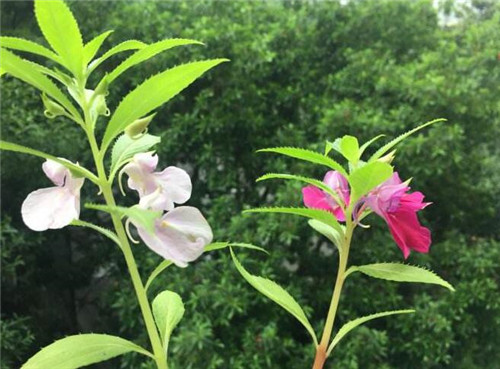 如何种植白凤仙花 凤仙花泡酒能喝吗
