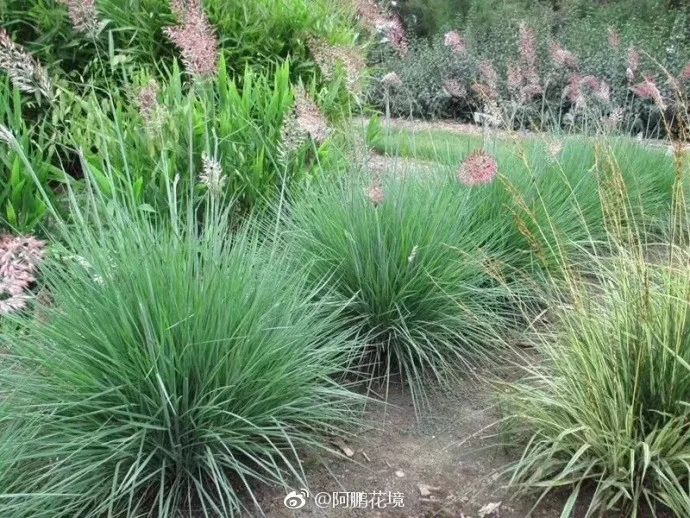 蓝苔草这个苔草是早前从国外引进的,取名叫蓝苔草,拉丁文不详.