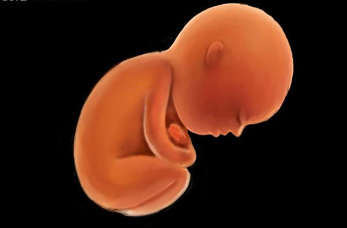 怀孕18周胎儿发育情况 18周孕妇注意事项