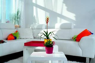 简约风格可爱白色客厅沙发装修图片
