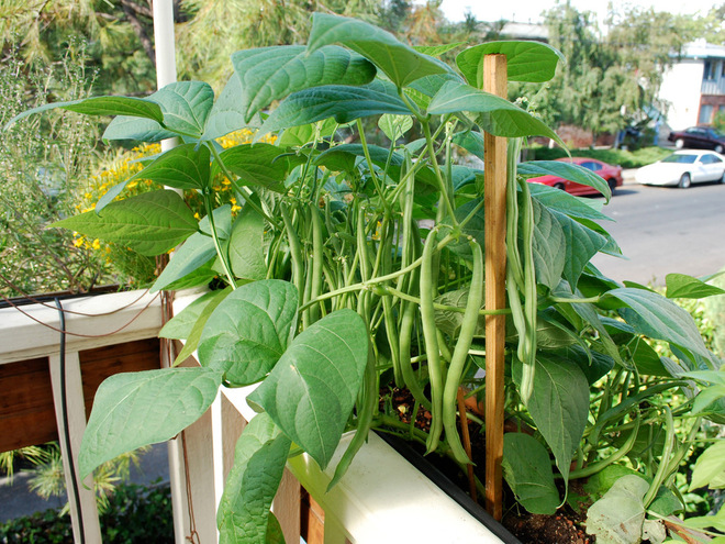 在容器中生长的简单植物 家庭菜园