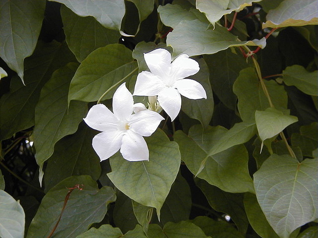 曼妙花园装修 构建水景有妙招