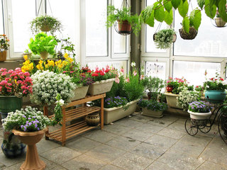 现代简约风格阳台室内植物图片