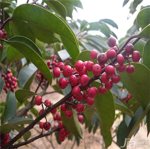 红果冬青树简介及种植方法 红果冬青的功效与作用