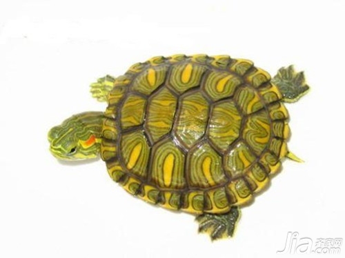 巴西彩龟辨别图片