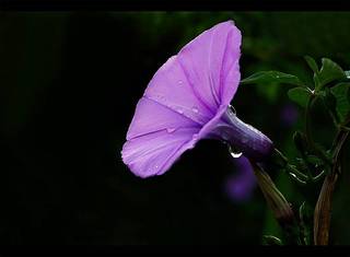 牵牛花的传说