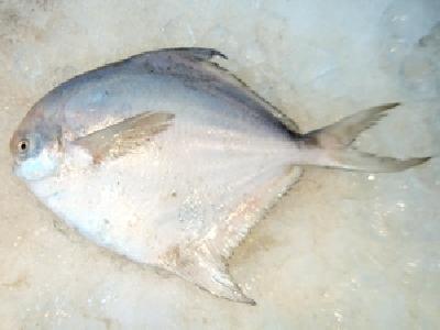 鲳鱼常见品种