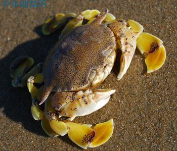 食用海蟹注意事项