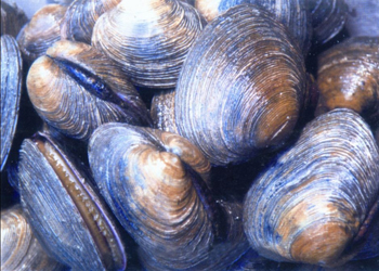 紫石房蛤的做法