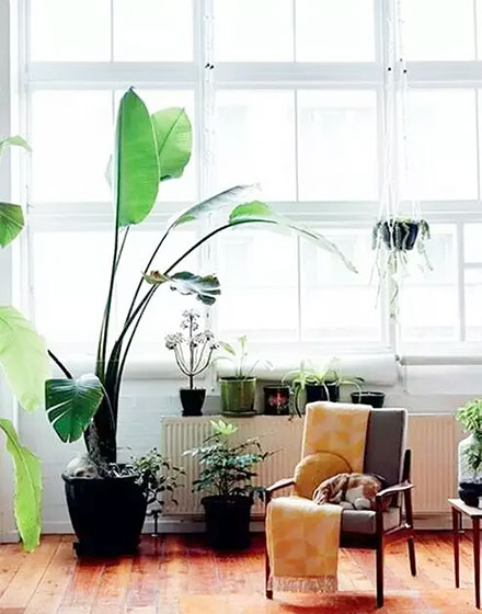 绿色,室内植物,