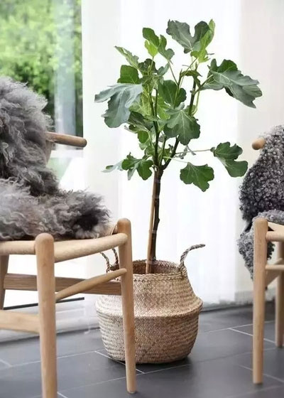 绿色,室内植物,